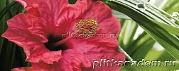Cerrol Imperia Hibiskus Centro 1 Декор 20x50 см