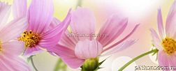 Cerrol Formula Flores Centro Декор 20х50 см